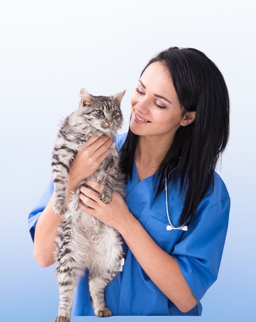 Auxiliar Superior Internacional en Veterinaria